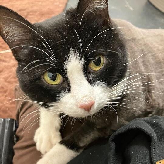 Enlarge Beanie Baby, a Adoptable Domestic Short Hair in Enfield, NH image 1/3