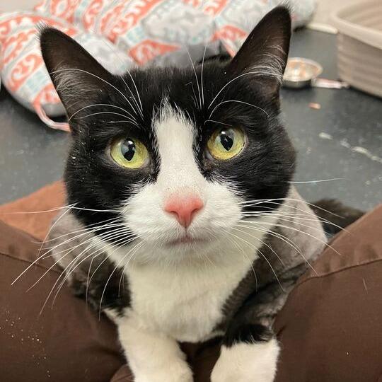 Enlarge Beanie Baby, a Adoptable Domestic Short Hair in Enfield, NH image 2/3