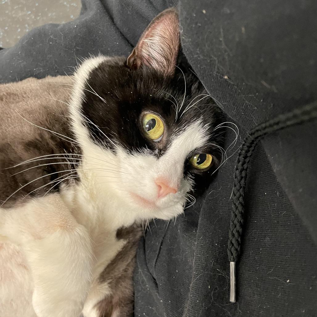 Enlarge Beanie Baby, a Adoptable Domestic Short Hair in Enfield, NH image 3/3