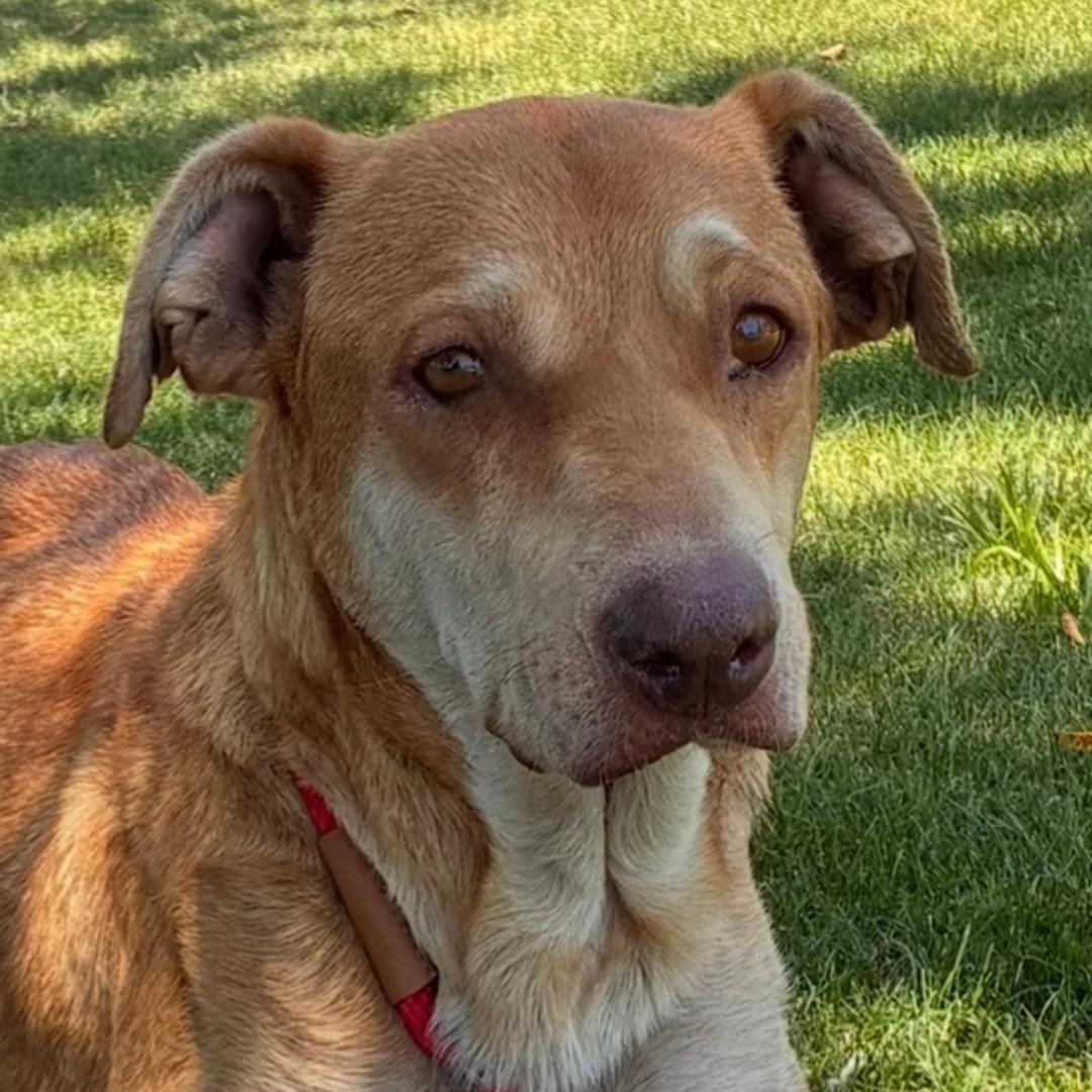 CLAIRE, Adult Female Mountain Cur