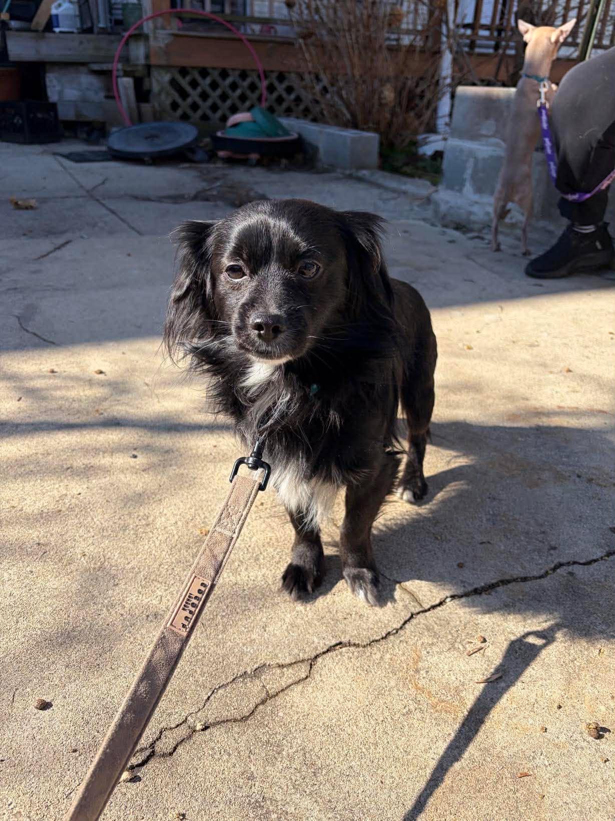 Morgan, adoptable, Young Male Papillon & Mixed Breed.