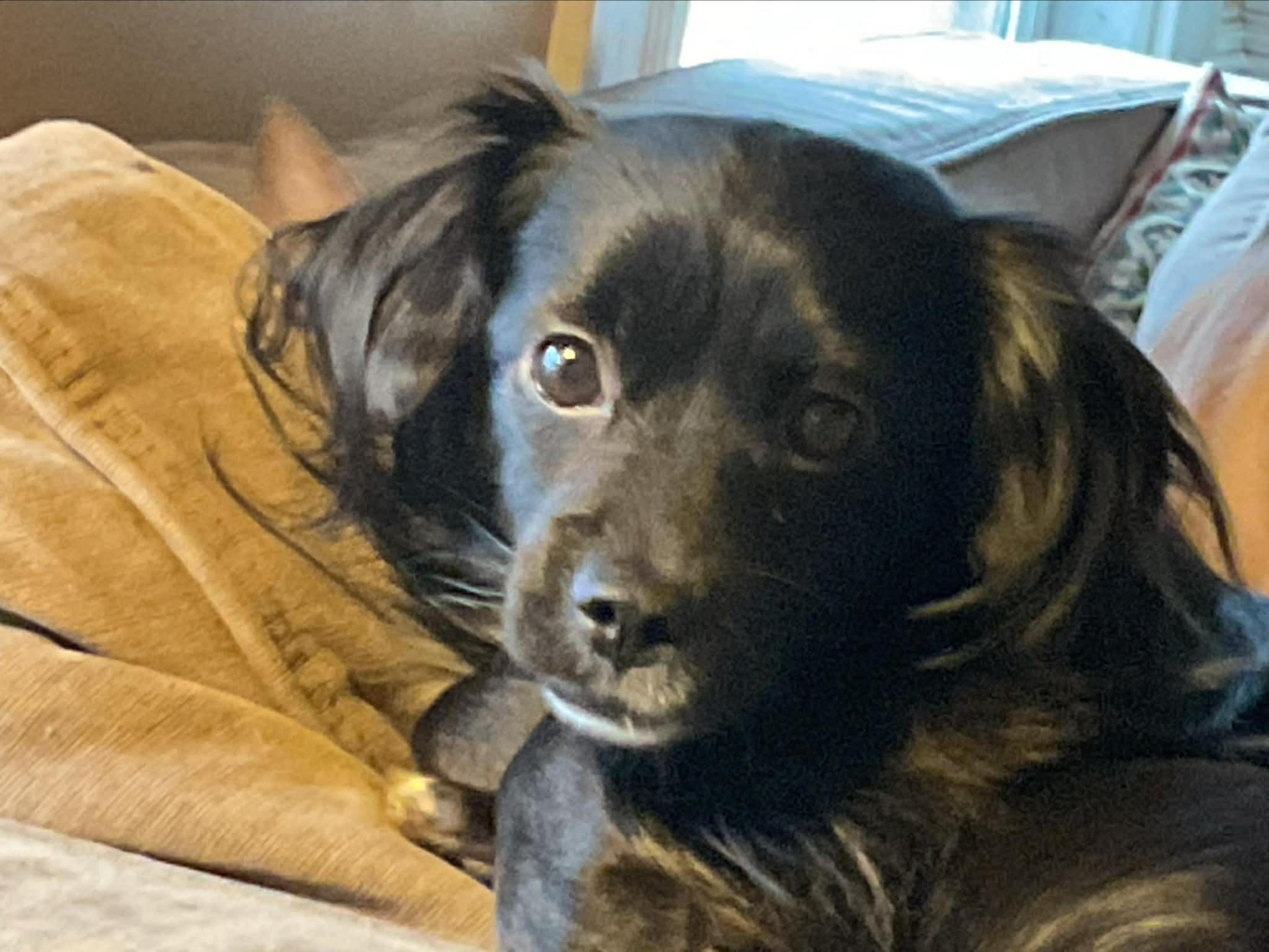 Enlarge Morgan, an adoptable mixed breed in Worcester, MA image 2/3