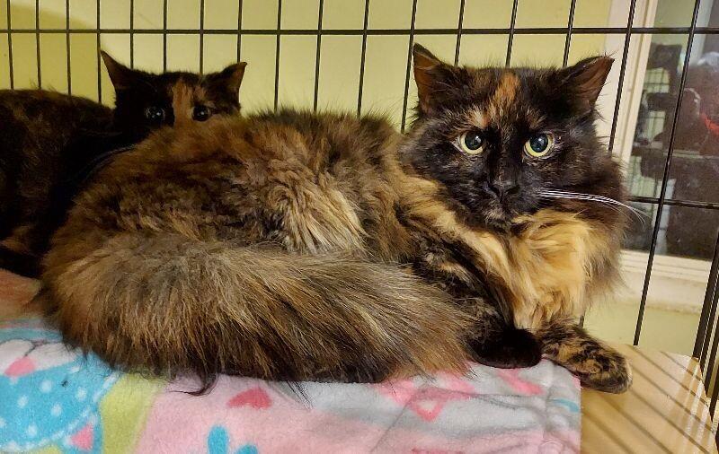 Adriana — thumbnail 3