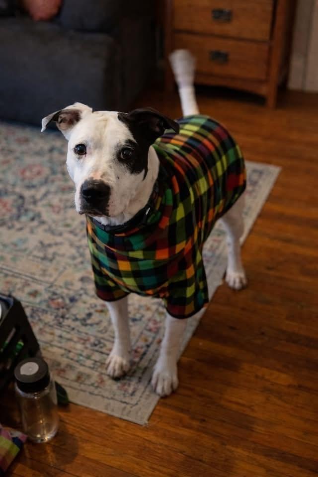 Enlarge Morty, a Adoptable mixed breed in Alden, NY image 1/5