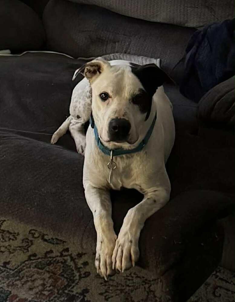 Enlarge Morty, a Adoptable mixed breed in Alden, NY image 1/5