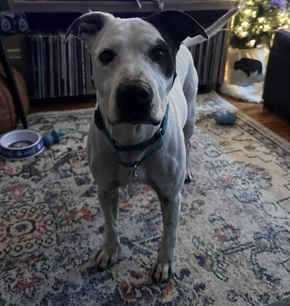 Enlarge Morty, a Adoptable mixed breed in Alden, NY image 2/5