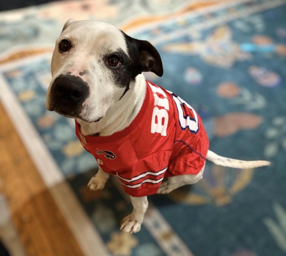 Enlarge Morty, a Adoptable mixed breed in Alden, NY image 4/5