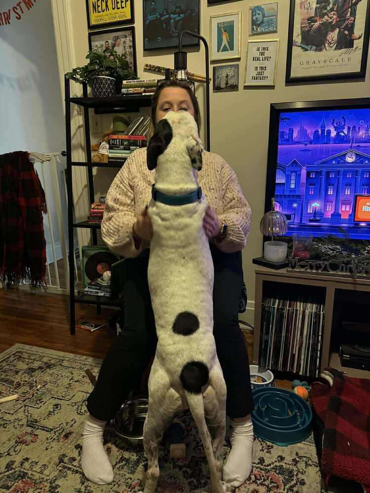 Enlarge Morty, a Adoptable mixed breed in Alden, NY image 3/5