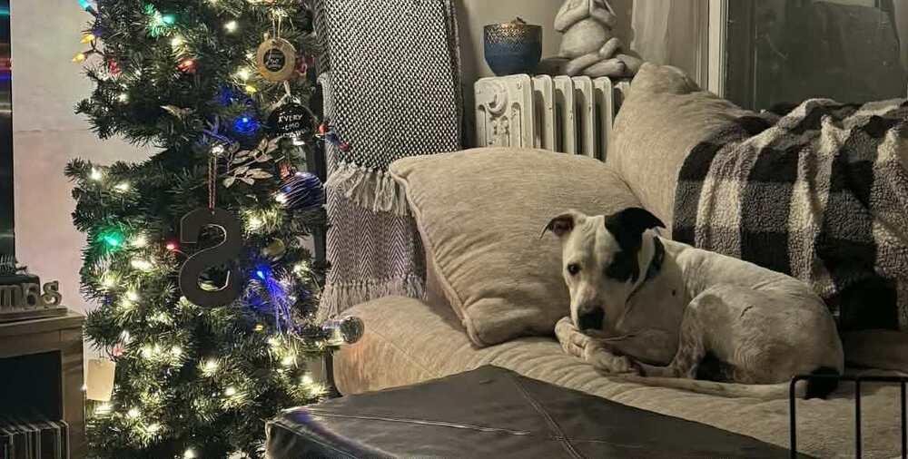 Enlarge Morty, a Adoptable mixed breed in Alden, NY image 4/5