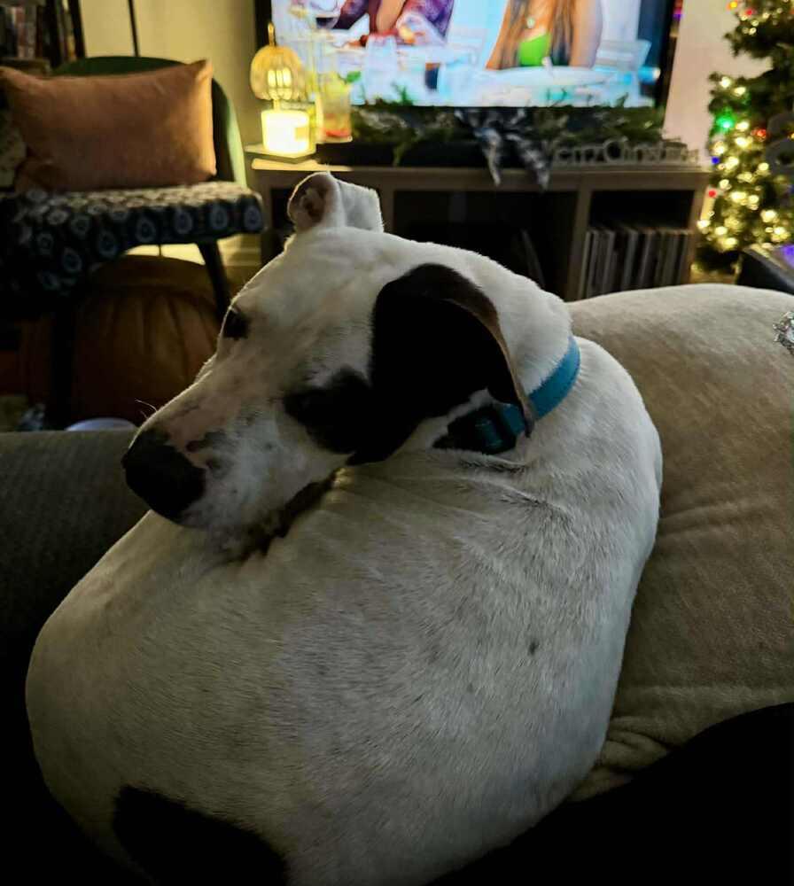 Enlarge Morty, a Adoptable mixed breed in Alden, NY image 5/5