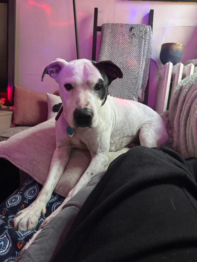 Enlarge Morty, a Adoptable mixed breed in Alden, NY image 4/5