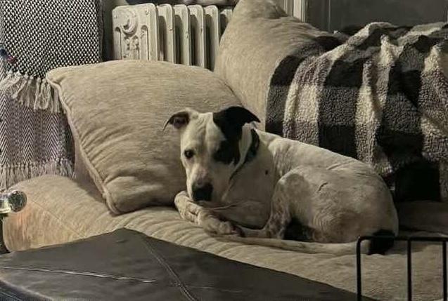 Morty — thumbnail 5