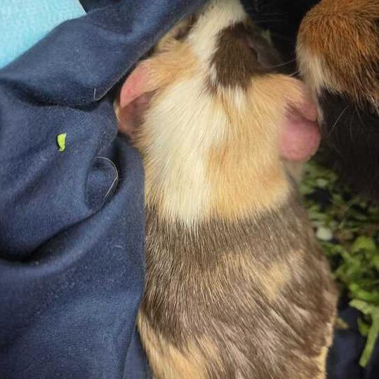 Pumba, Adoptable, Adult Male Guinea Pig.