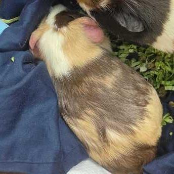 Pumba, a Adoptable Guinea Pig in Chesapeake, VA image 2/2