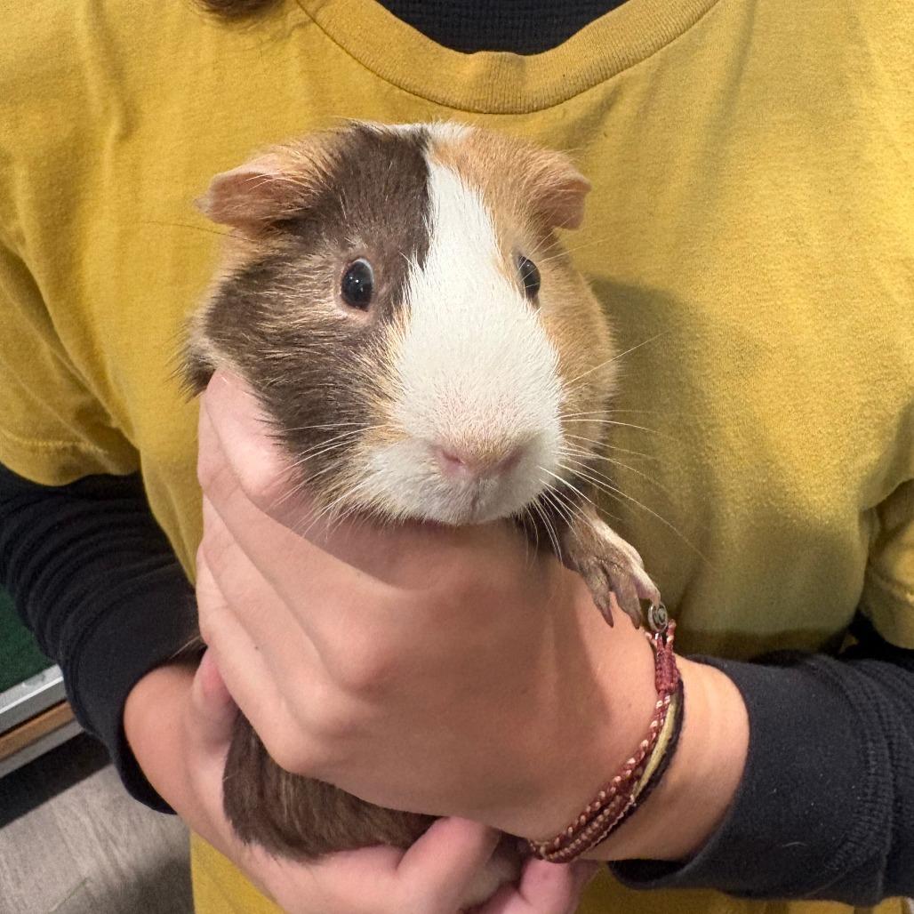 Pumba, Adoptable, Adult Male Guinea Pig.