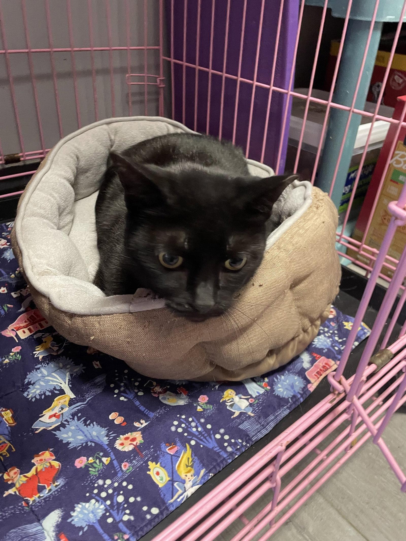 Doe- Must Apply in Person !, a Adoptable Extra-Toes Cat / Hemingway Polydactyl in Georgetown, KY image 1/2