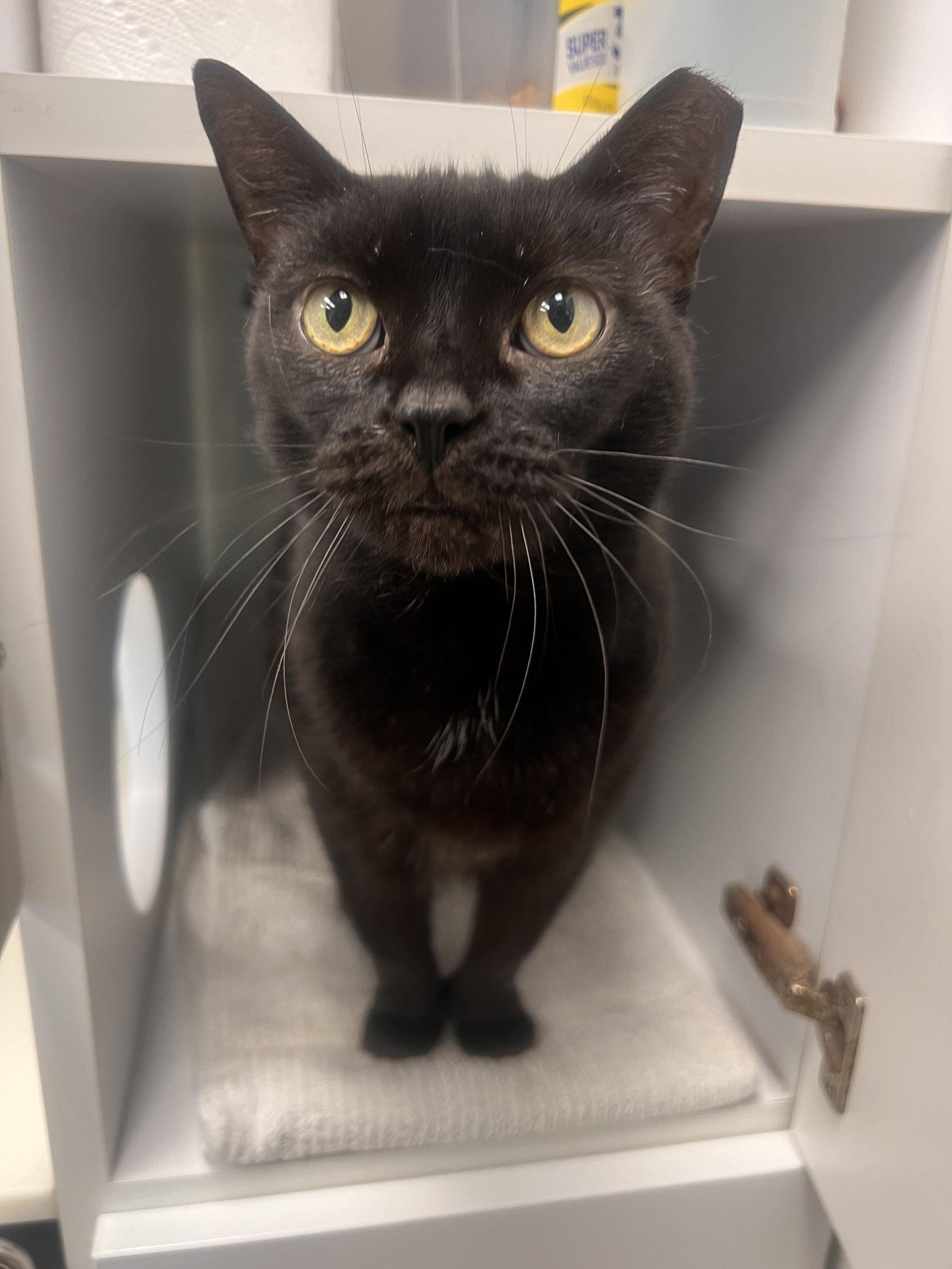 Doe- Must Apply in Person !, a Adoptable Extra-Toes Cat / Hemingway Polydactyl in Georgetown, KY image 2/2