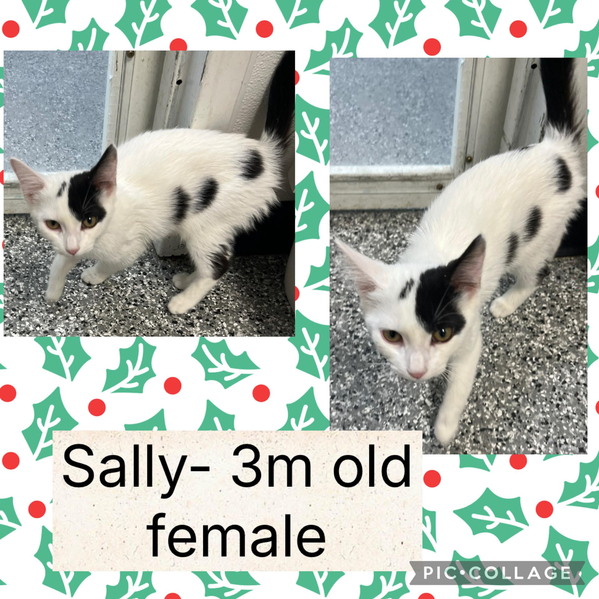 Sally, ADOPTABLE, Kitten Female Domestic Short Hair.
