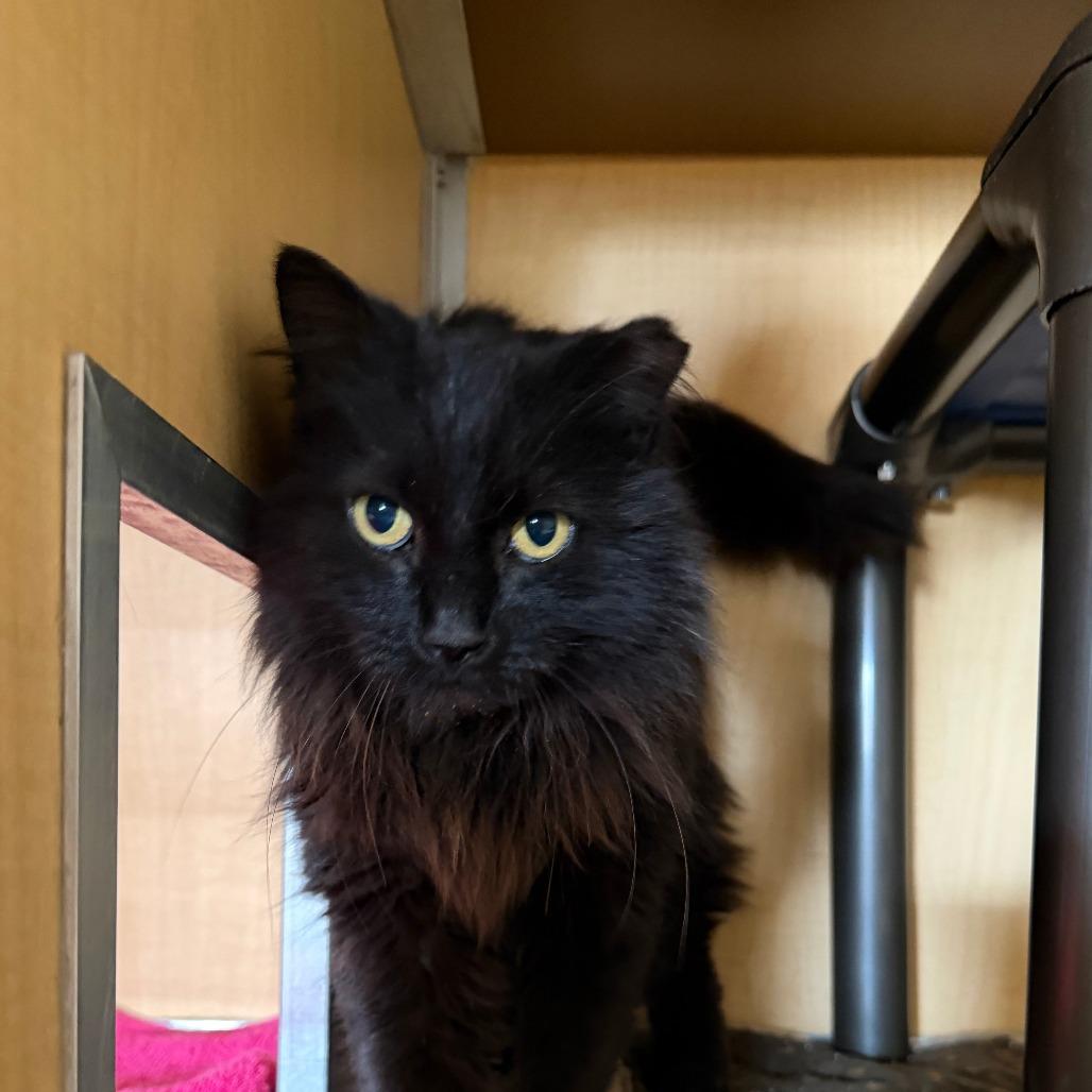 Maybelline, Adoptable, Adult Female Domestic Medium Hair.
