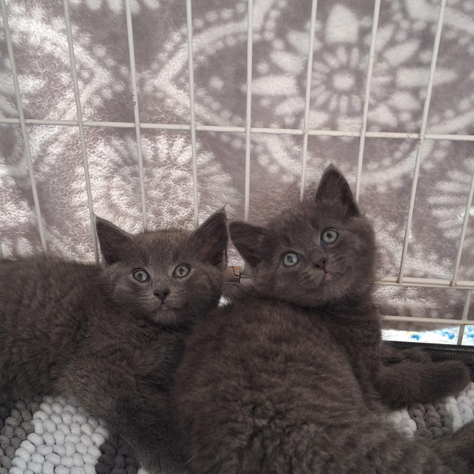 Enlarge Fred and Floyd, a Adoptable Domestic Short Hair in BUTLER, PA image 1/4