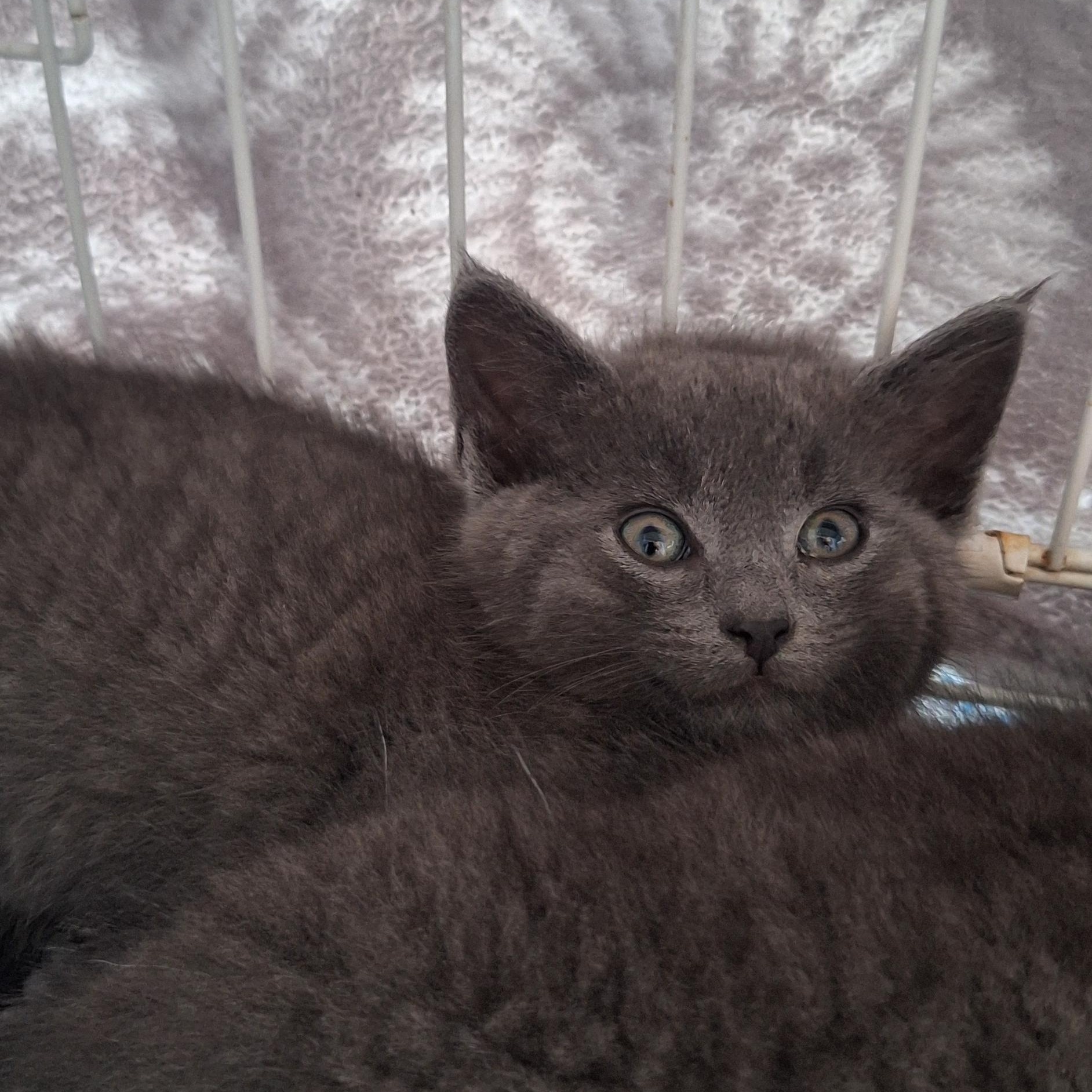 Enlarge Fred and Floyd, a Adoptable Domestic Short Hair in BUTLER, PA image 2/4