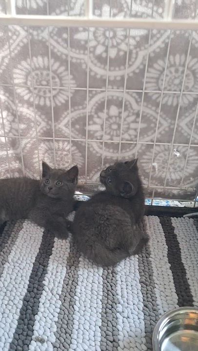 Enlarge Fred and Floyd, a Adoptable Domestic Short Hair in BUTLER, PA video 4/4