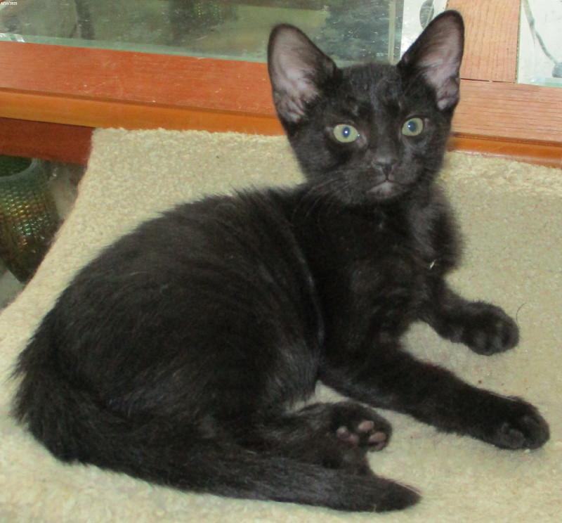 Randy, Baby Male unknown