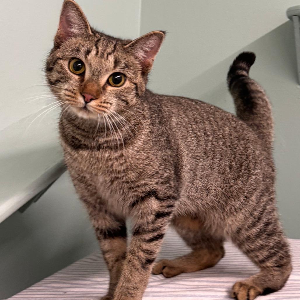 Juniper, Adoptable, Adult Female Domestic Short Hair.