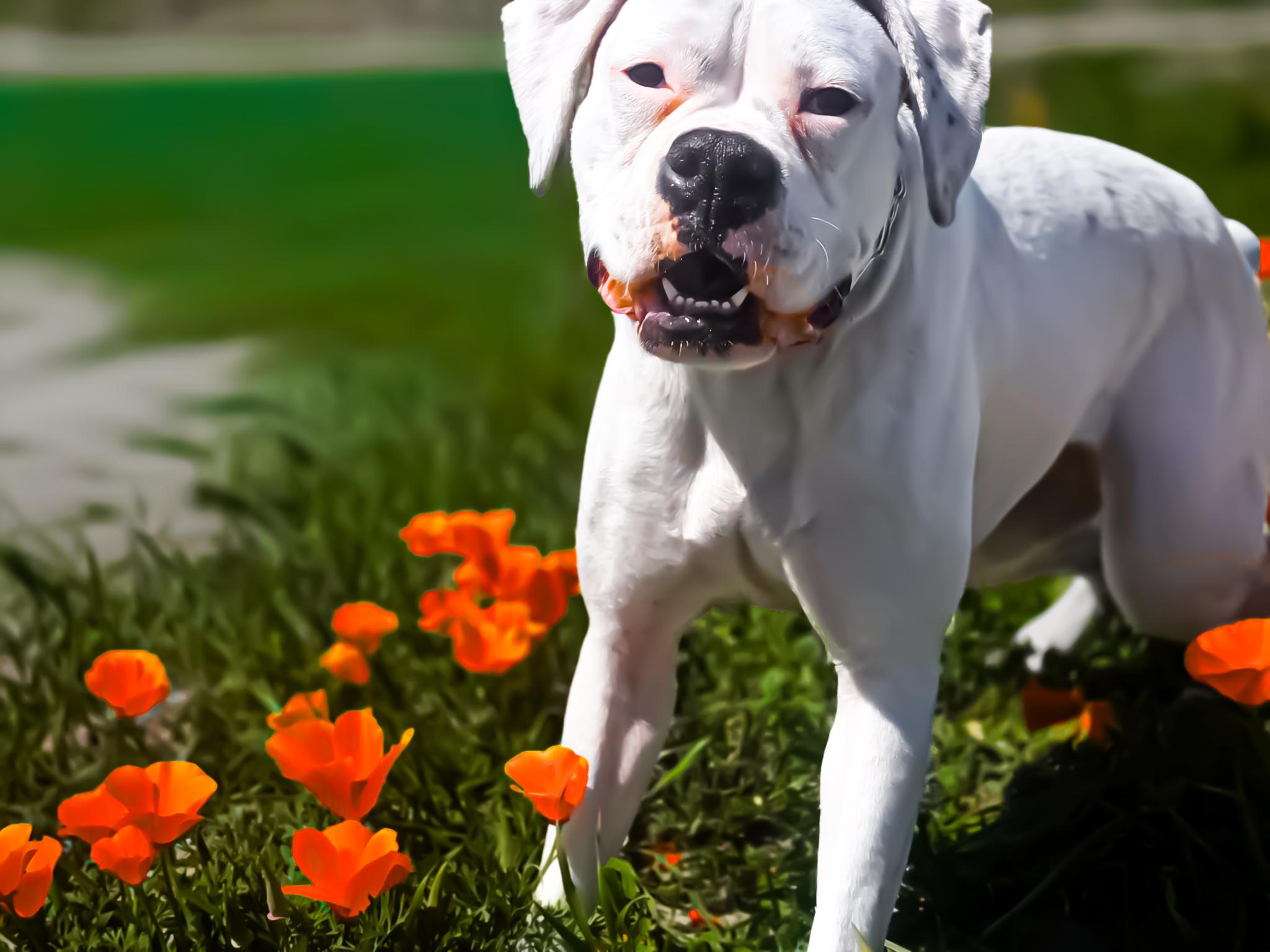 Enlarge Lelo, a Adoptable mixed breed in Torrance, CA image 3/6