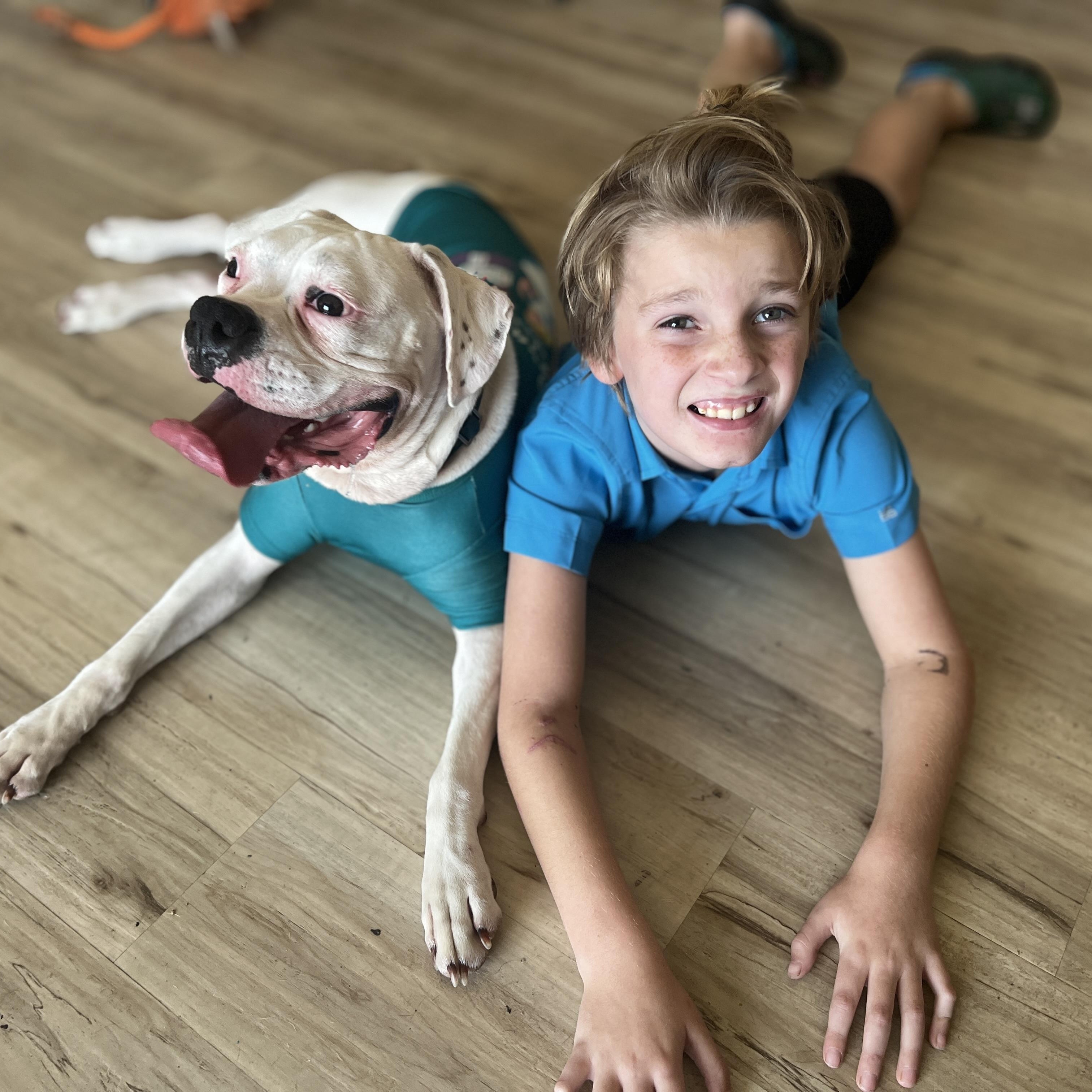 Lelo, Adoptable, Adult Female Boxer.