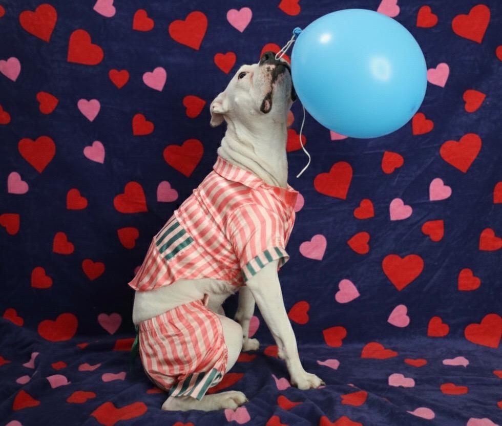 Enlarge Lelo, a Adoptable mixed breed in Torrance, CA image 4/6