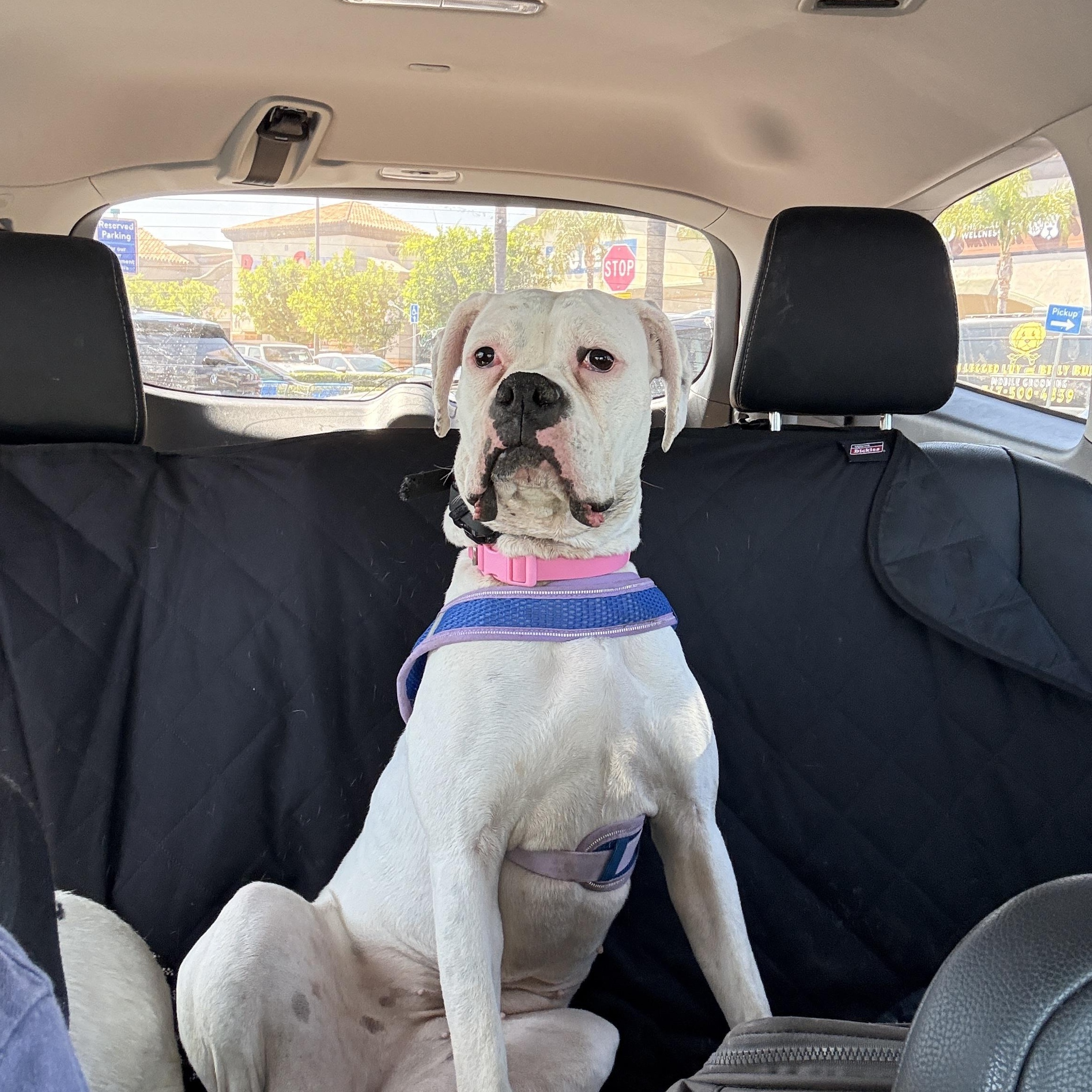 Enlarge Lelo, a Adoptable mixed breed in Torrance, CA image 5/6