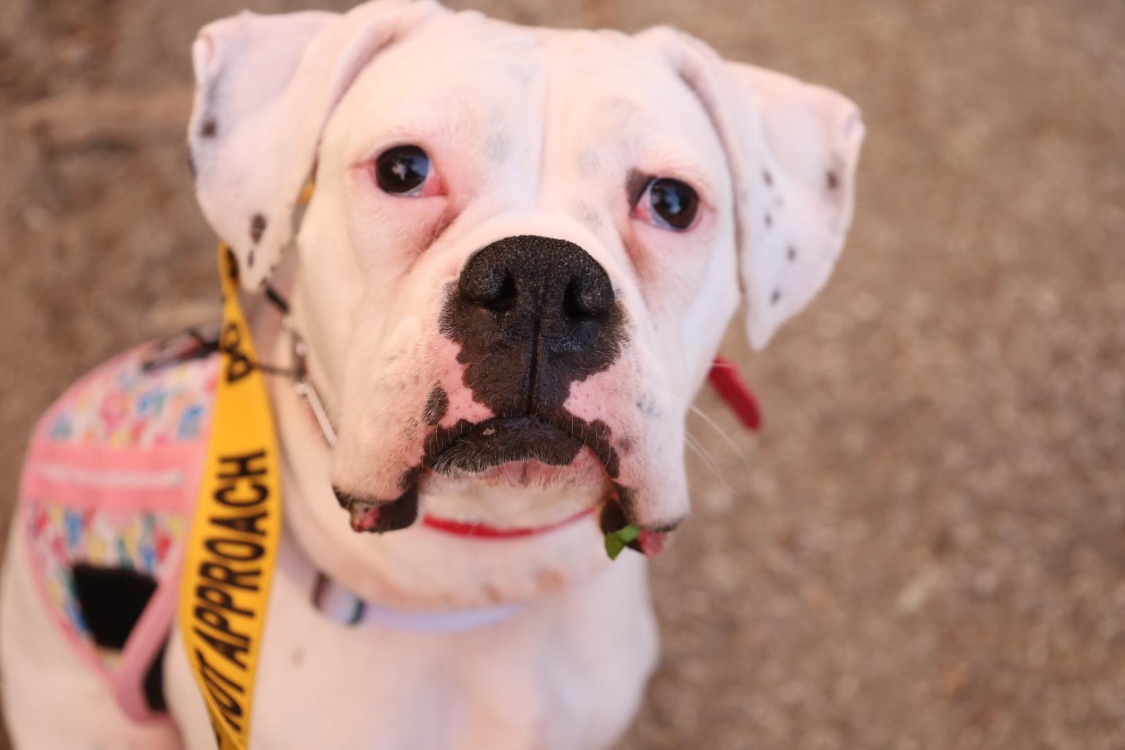 Enlarge Lelo, a Adoptable mixed breed in Torrance, CA image 6/6