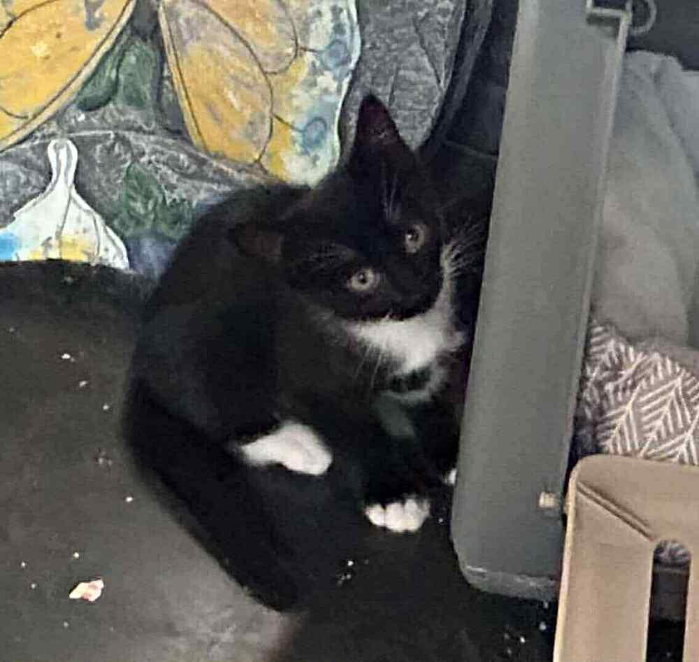 Enlarge TUXIE, a Adoptable Domestic Short Hair in Dutton, VA image 1/1