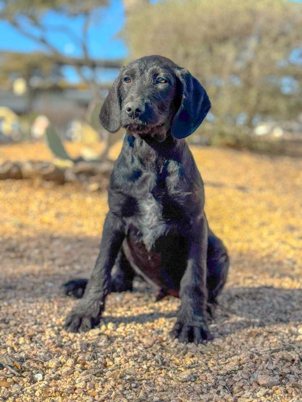 Baxter, Adoptable, Young Male Labrador Retriever & Poodle.