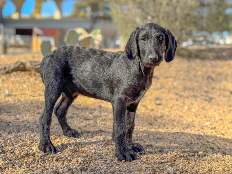 Enlarge Baxter, a Adopted mixed breed in Helotes, TX image 2/3