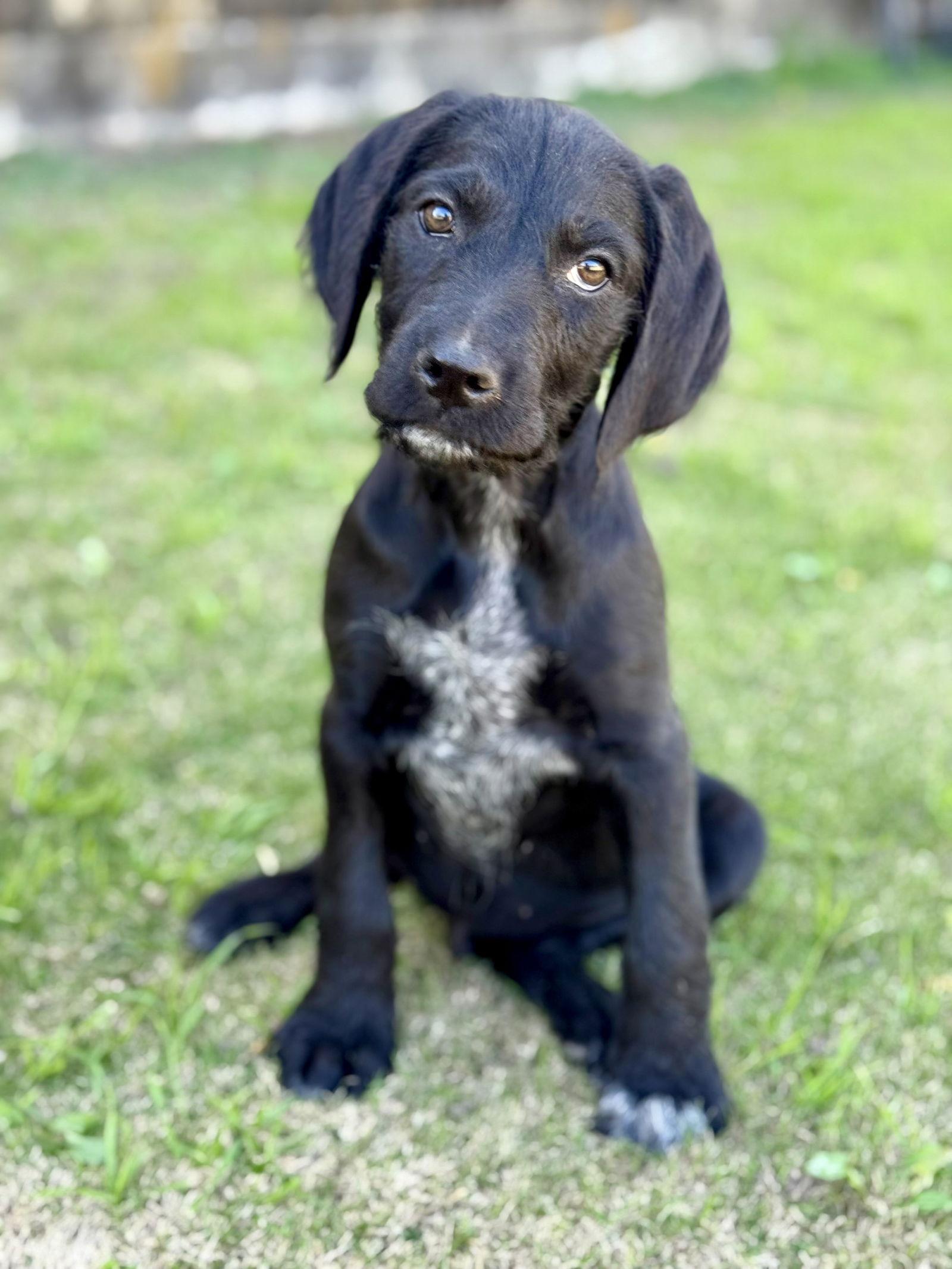 Enlarge Baxter, a Adoptable mixed breed in Helotes, TX image 1/3
