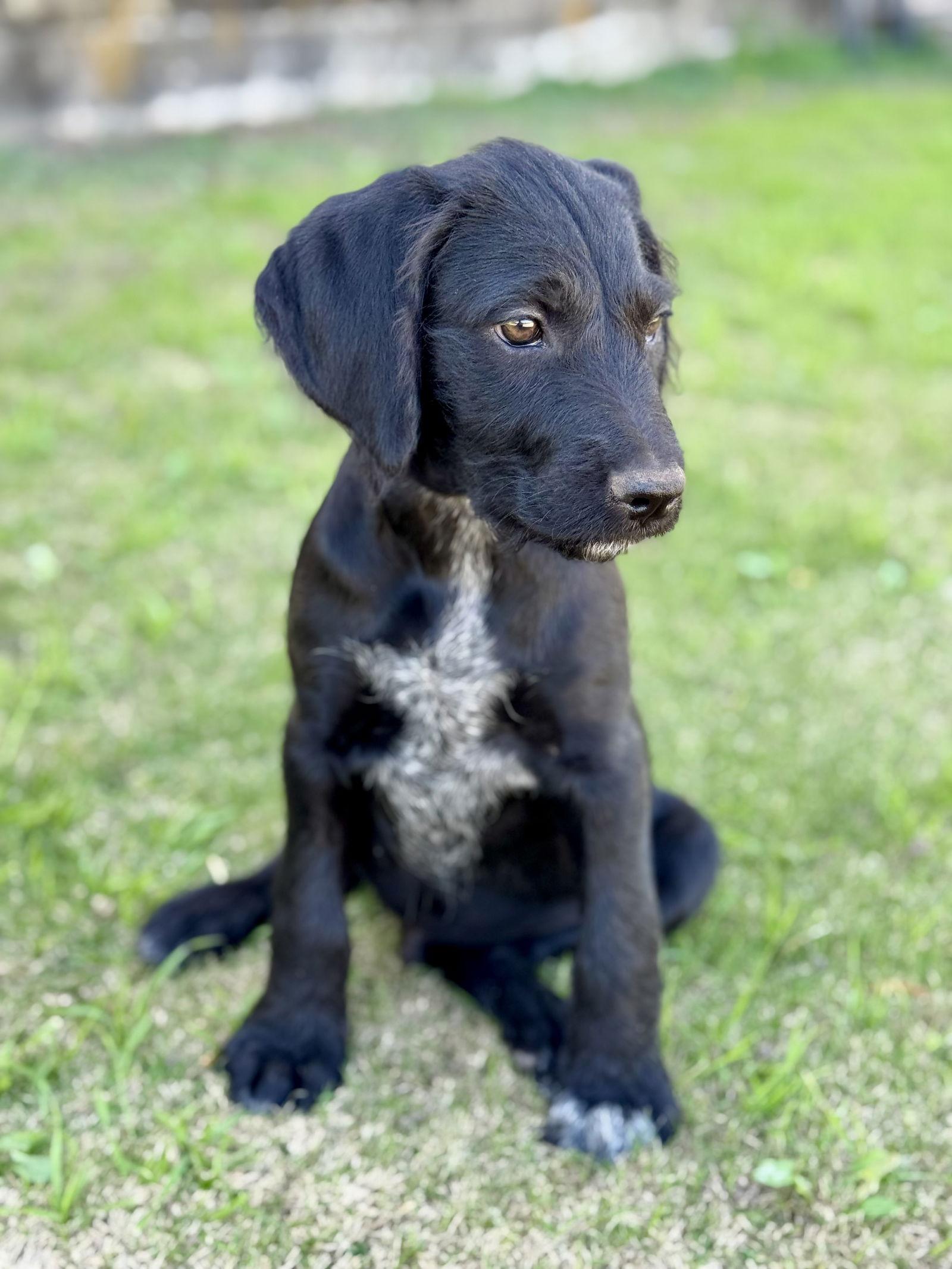 Enlarge Baxter, a Adoptable mixed breed in Helotes, TX image 2/3