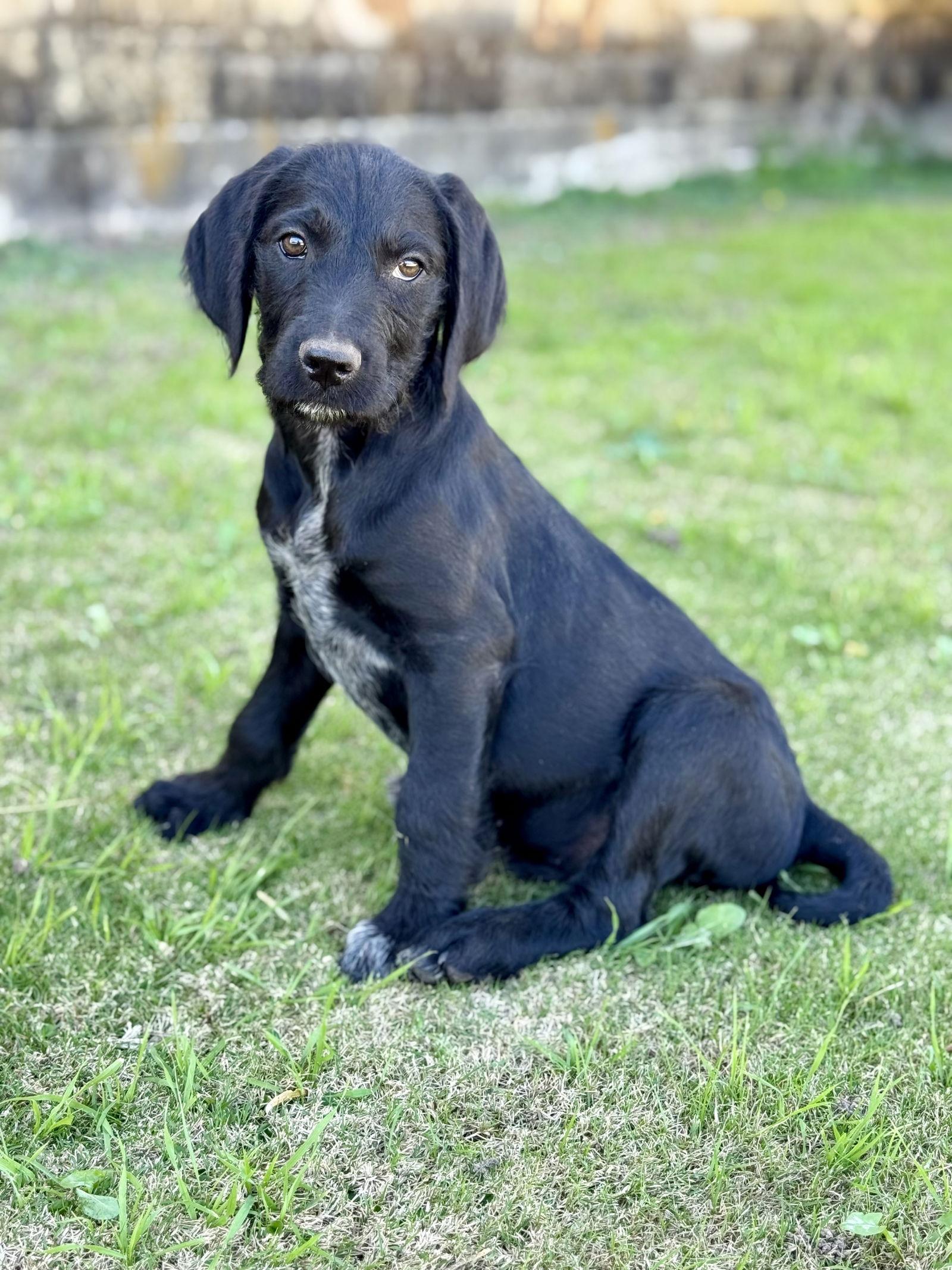 Enlarge Baxter, a Adoptable mixed breed in Helotes, TX image 3/3