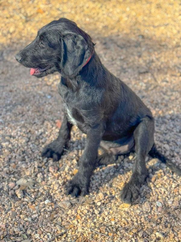 Enlarge Baxter, a Adopted mixed breed in Helotes, TX image 3/3