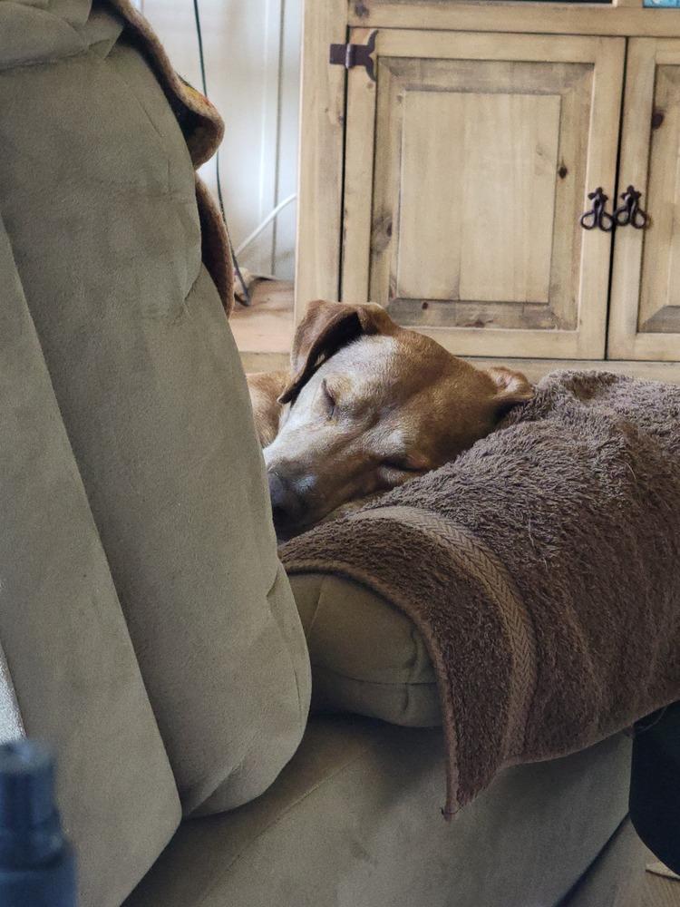 Red, Adoptable, Adult Male Hound & Boxer.