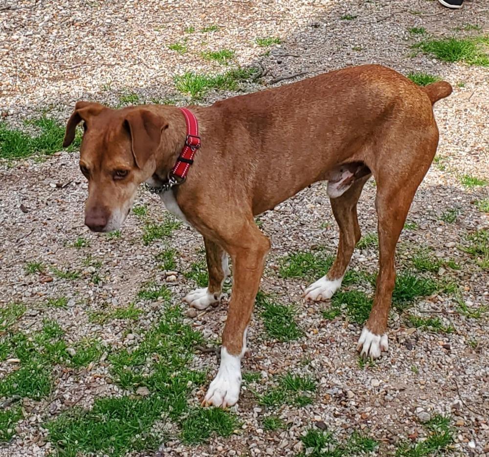 Enlarge Red, a Adoptable mixed breed in Gillsville, GA image 2/6