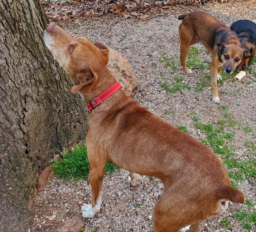 Enlarge Red, a Adoptable mixed breed in Gillsville, GA image 3/6