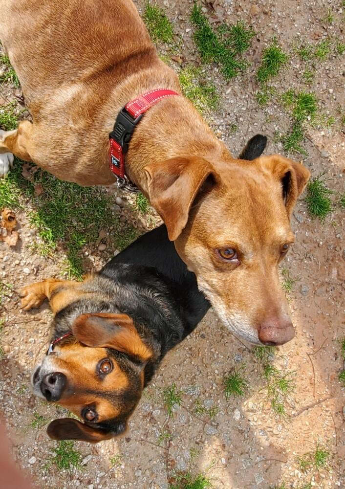 Enlarge Red, a Adoptable mixed breed in Gillsville, GA image 4/6