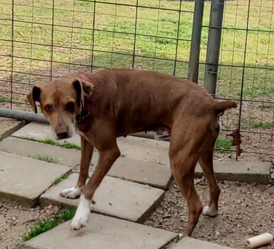 Enlarge Red, a Adoptable mixed breed in Gillsville, GA image 5/6
