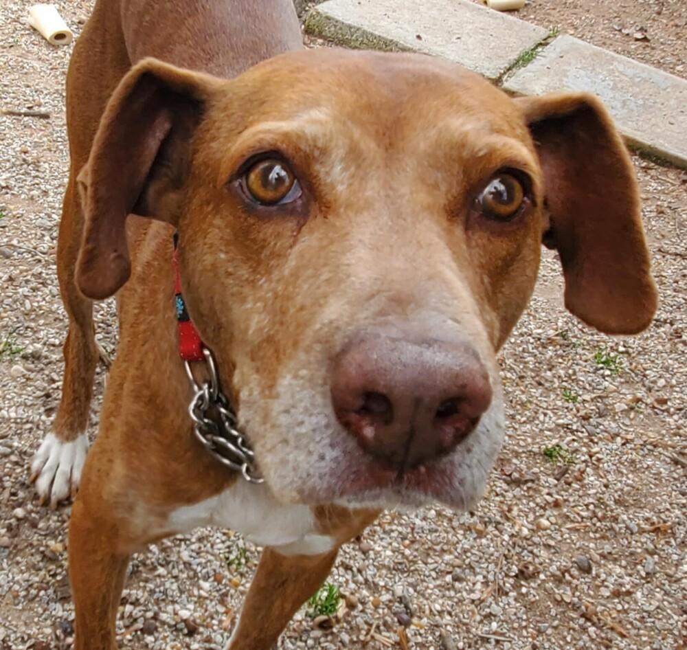 Enlarge Red, a Adoptable mixed breed in Gillsville, GA image 6/6