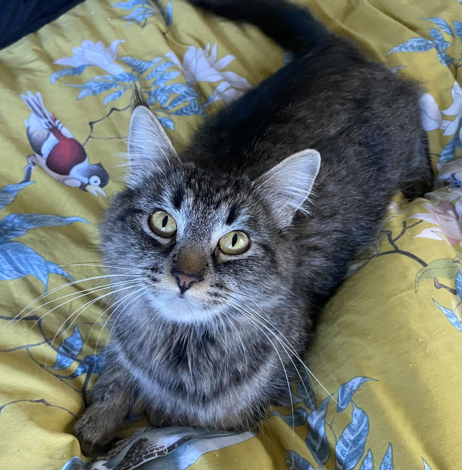 Mirabelle, Adoptable, Young Female Domestic Medium Hair & Tabby.