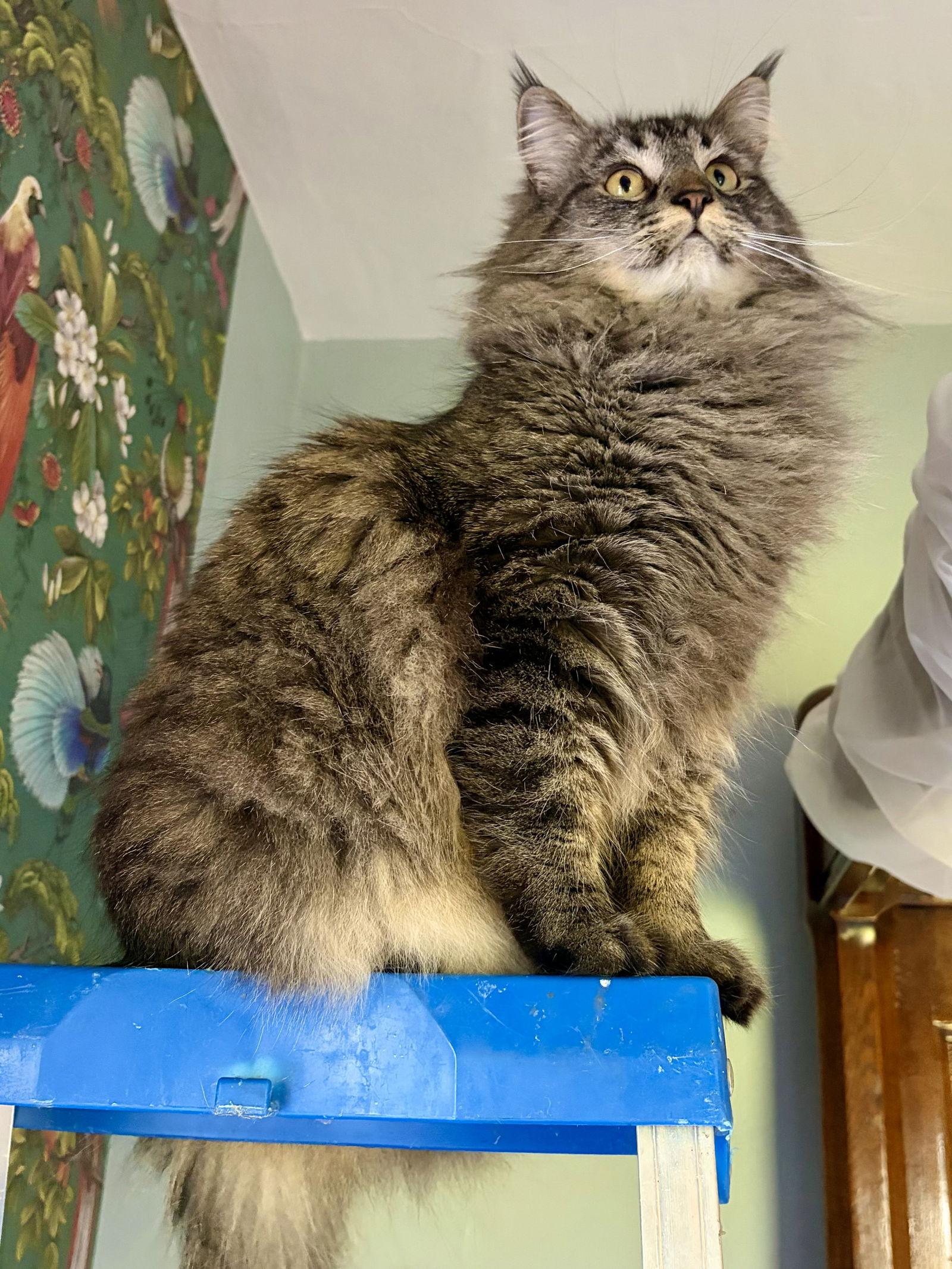 Mirabelle, a Adoptable mixed breed in Vacaville, CA image 1/2