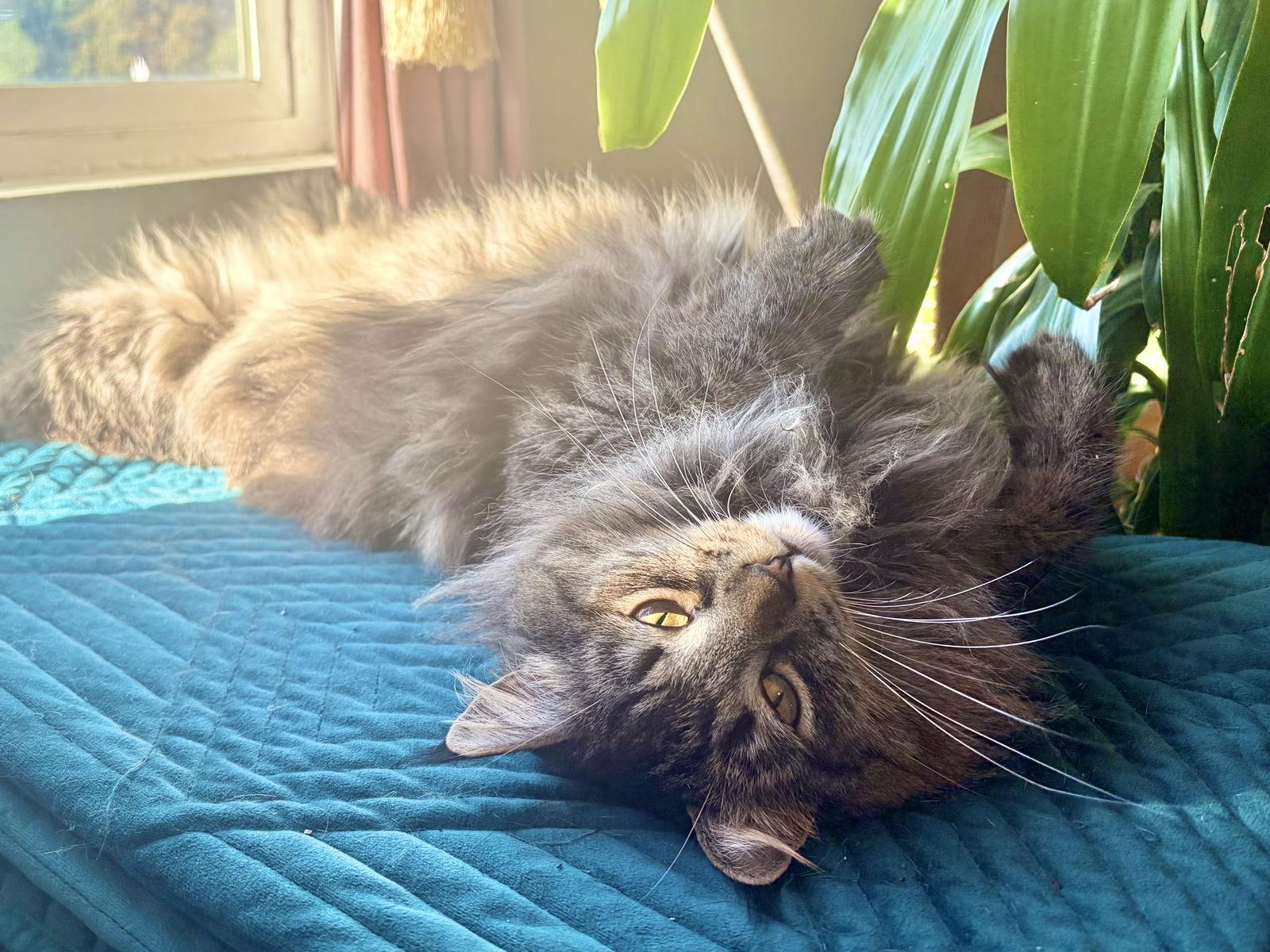 Mirabelle, a Adoptable mixed breed in Vacaville, CA image 2/2