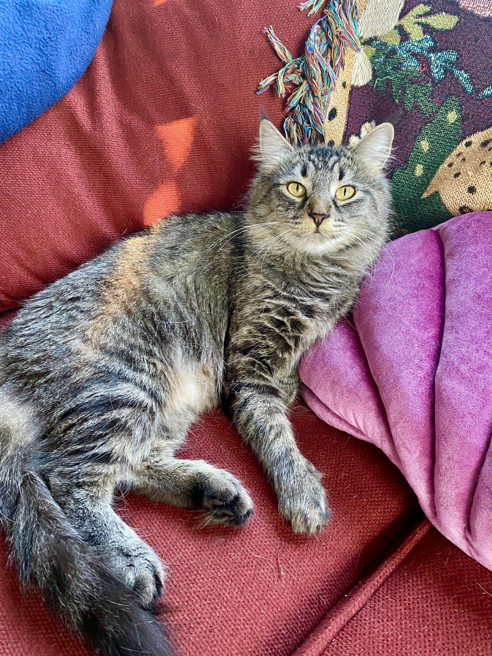 Enlarge Mirabelle, a Adoptable mixed breed in Vacaville, CA image 2/2